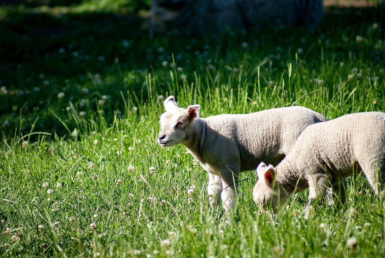 Image - lamb sheep schäfchen young sheep