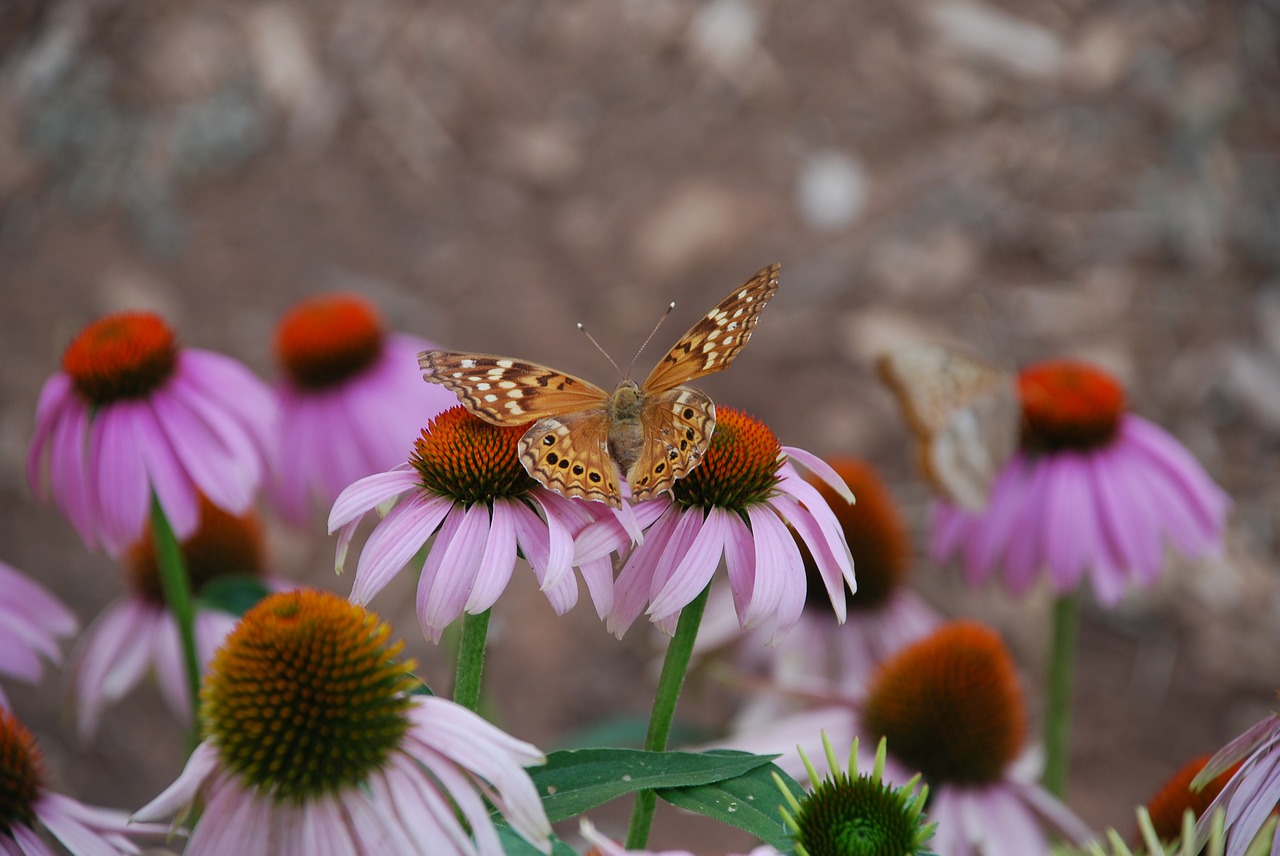 Image - butterfly nature flower coneflower