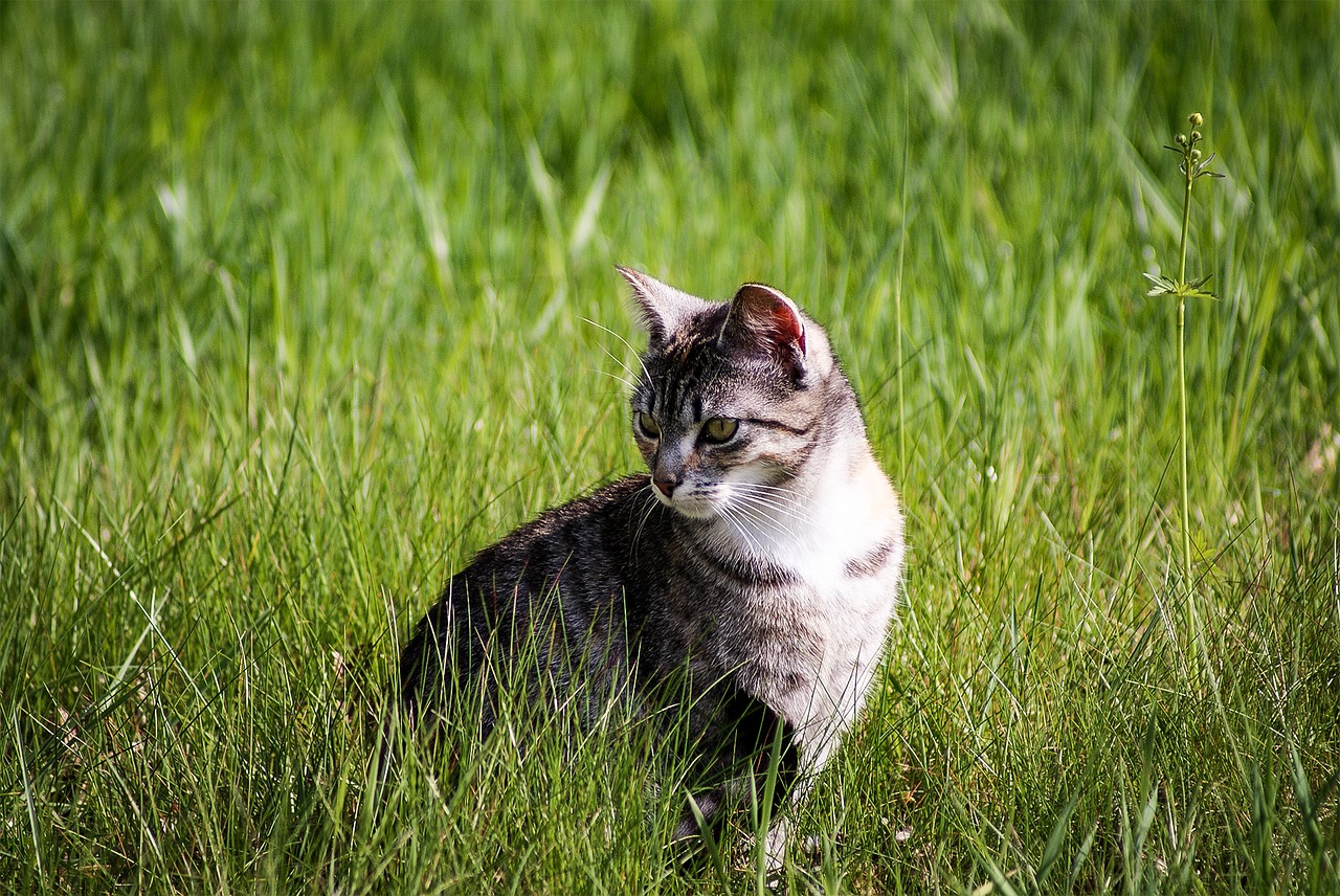 Image - cat animal portrait grass