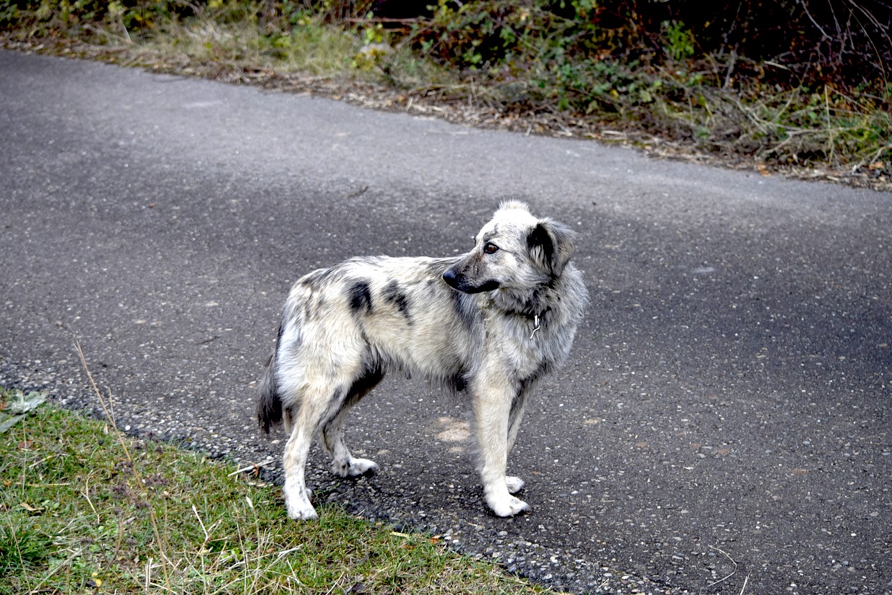 Image - dog road pastor asphalt grey
