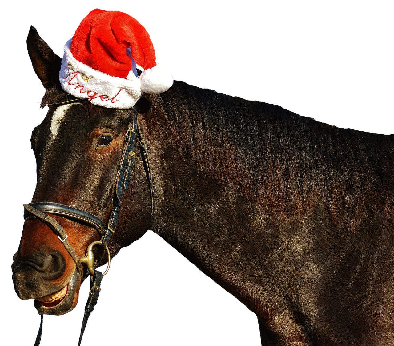 Image - horse laugh grin christmas