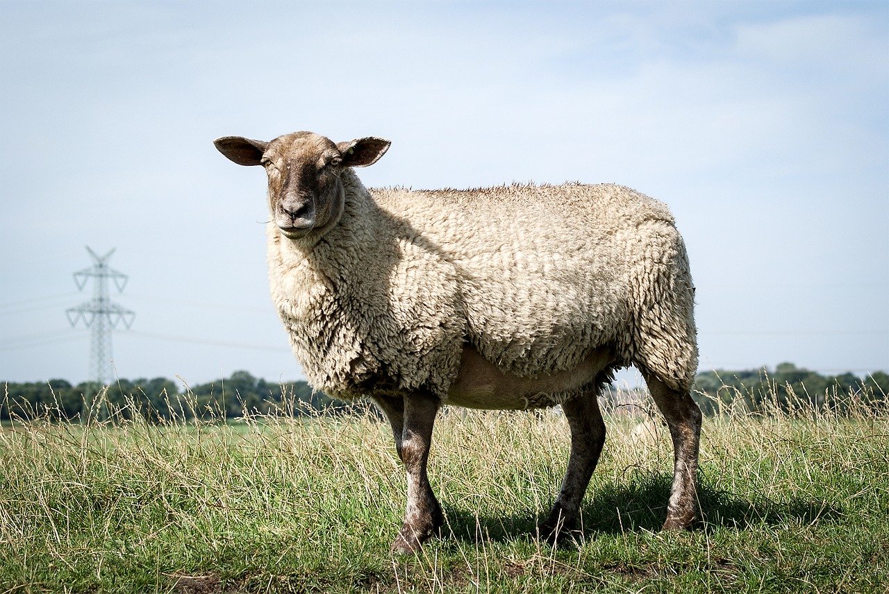 Image - sheep pasture dike landscape