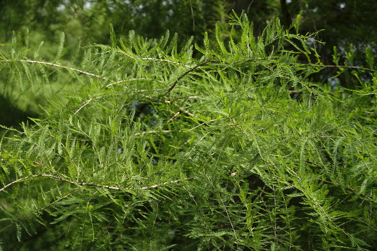 Image - tree leaves needles aesthetic