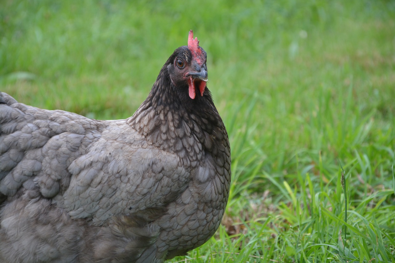 Image - laying hen grey ash farm