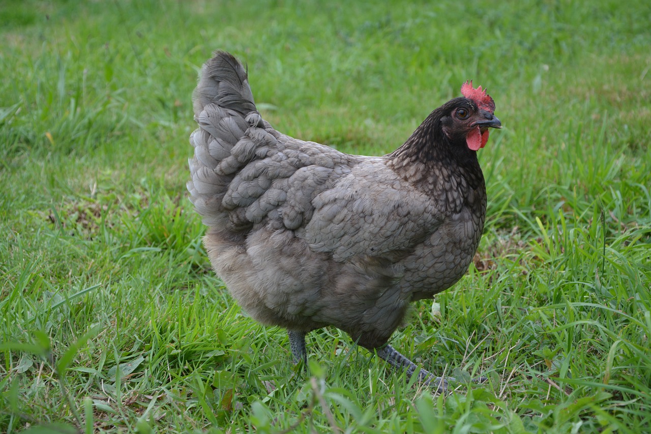 Image - hen ashy laying hen egg ash nature