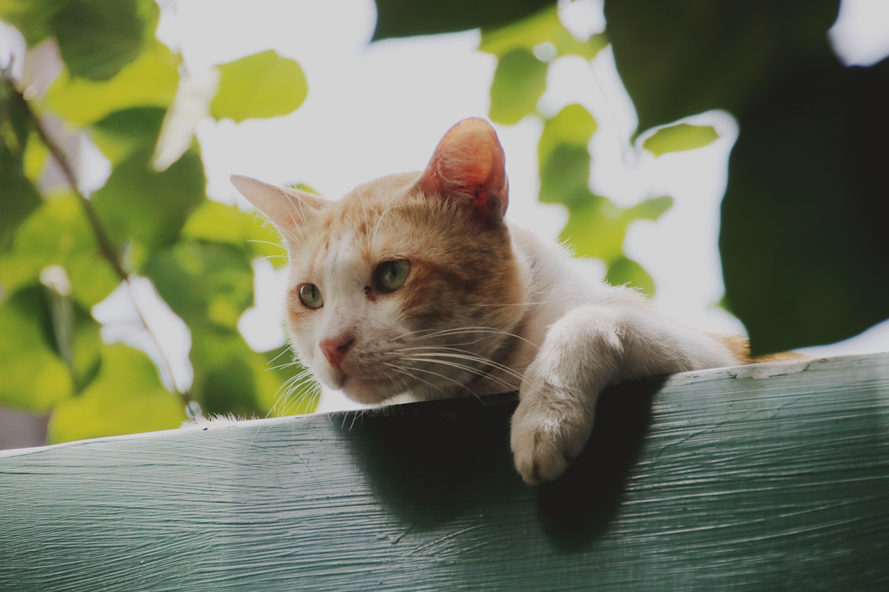 Image - cat roof cute kitten pet animal