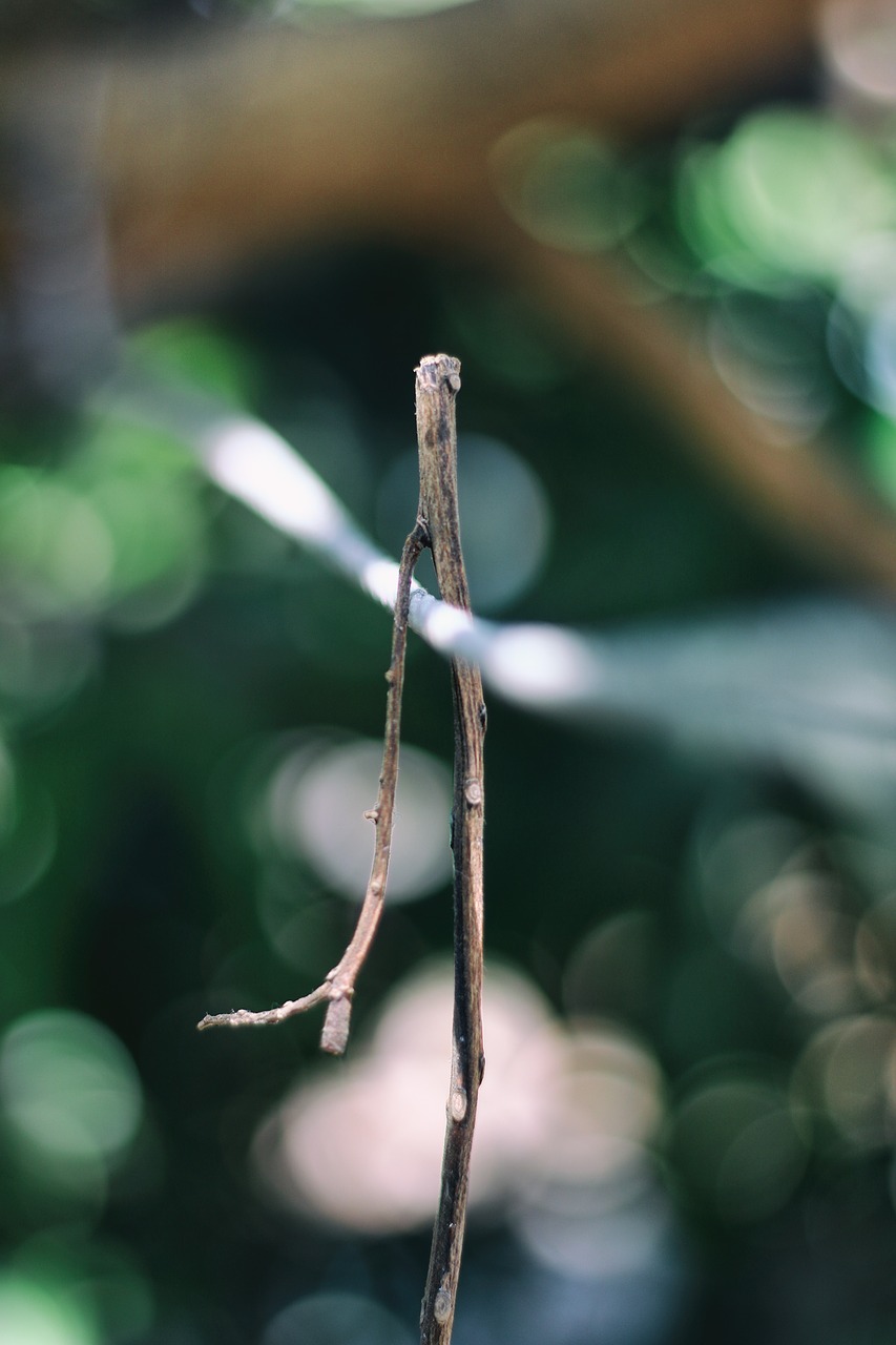 Image - stem branch leaf nature plant