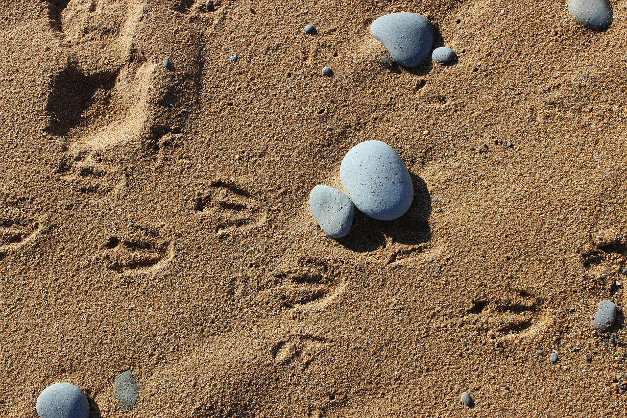 Image - penguins footprints in the sand