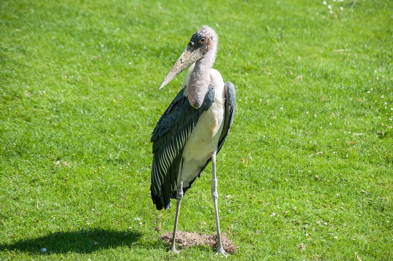 Image - bird marabu bill stand plumage