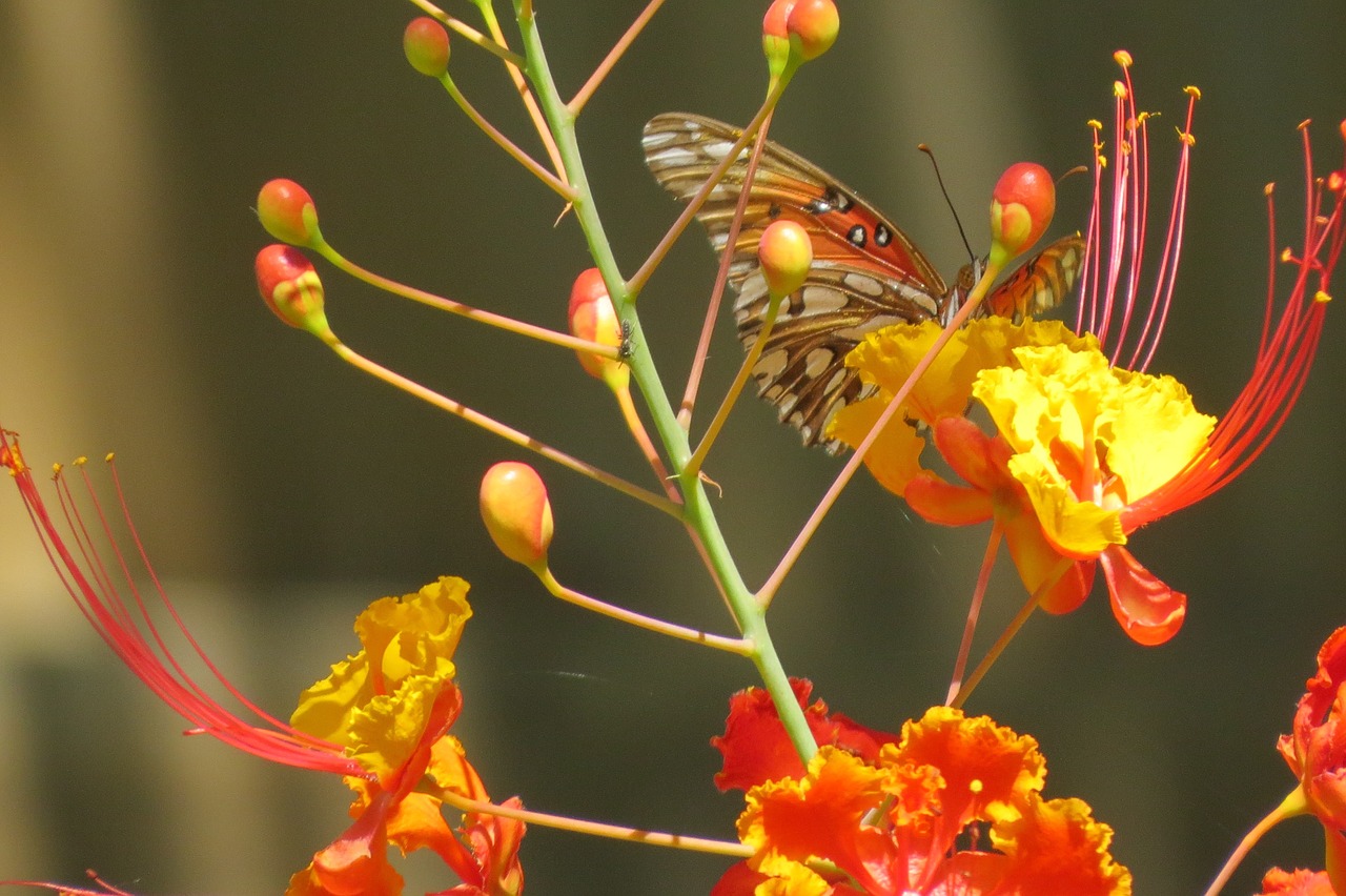 Image - flowers orange yellow red buds