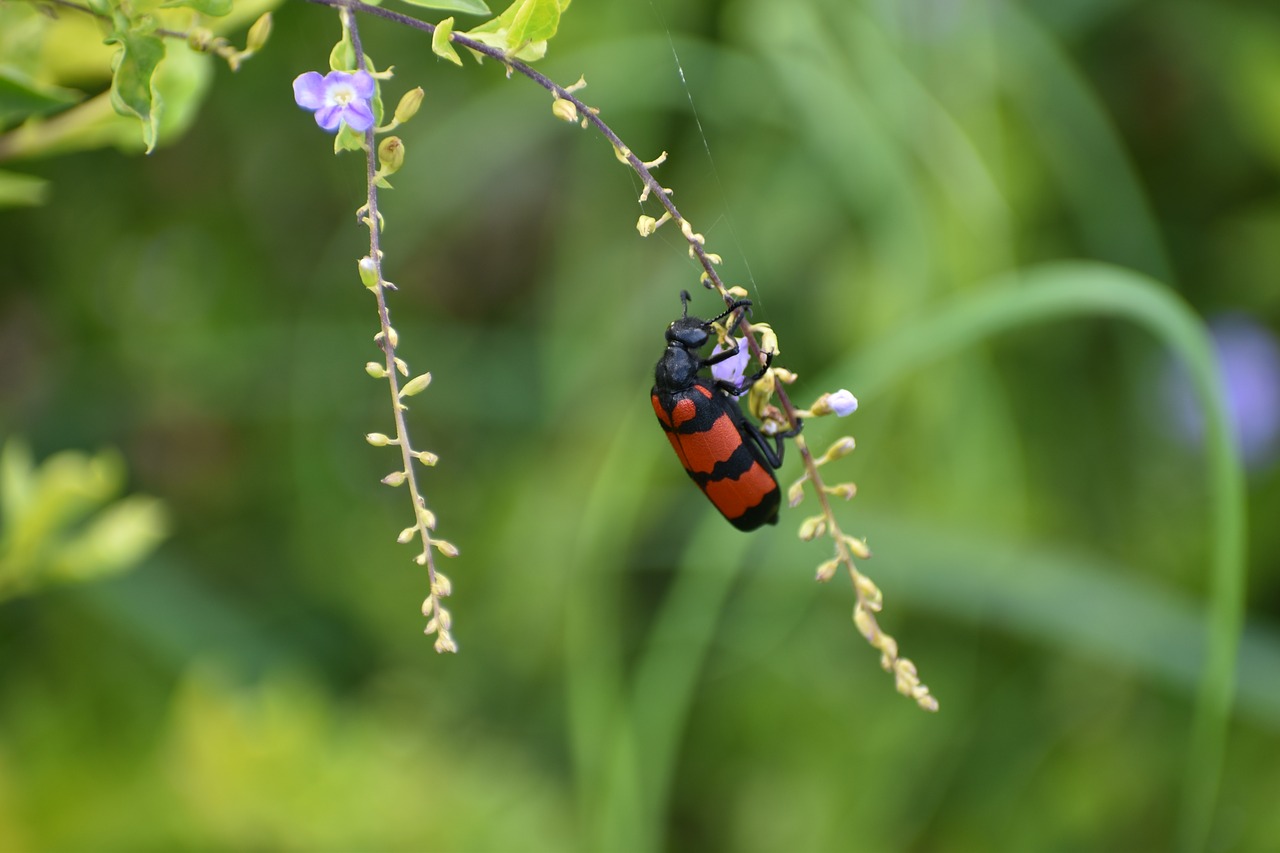 Image - bug beetle insect cleroidea