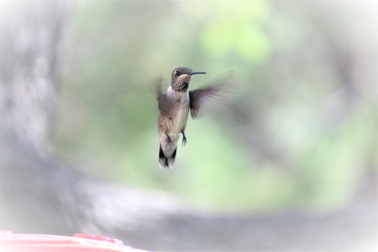 Image - bird in flight humming bird