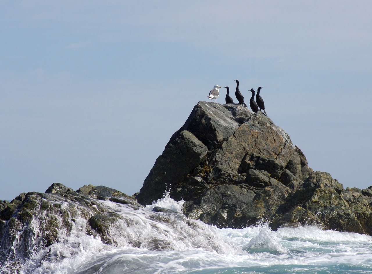 Image - the pacific ocean coast beach rocks