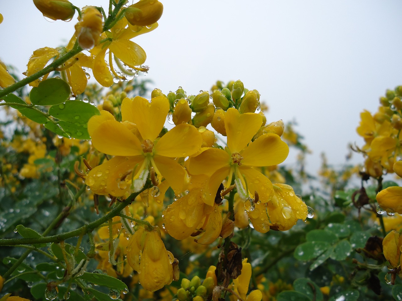 Image - wild flowers yellow flowers wet