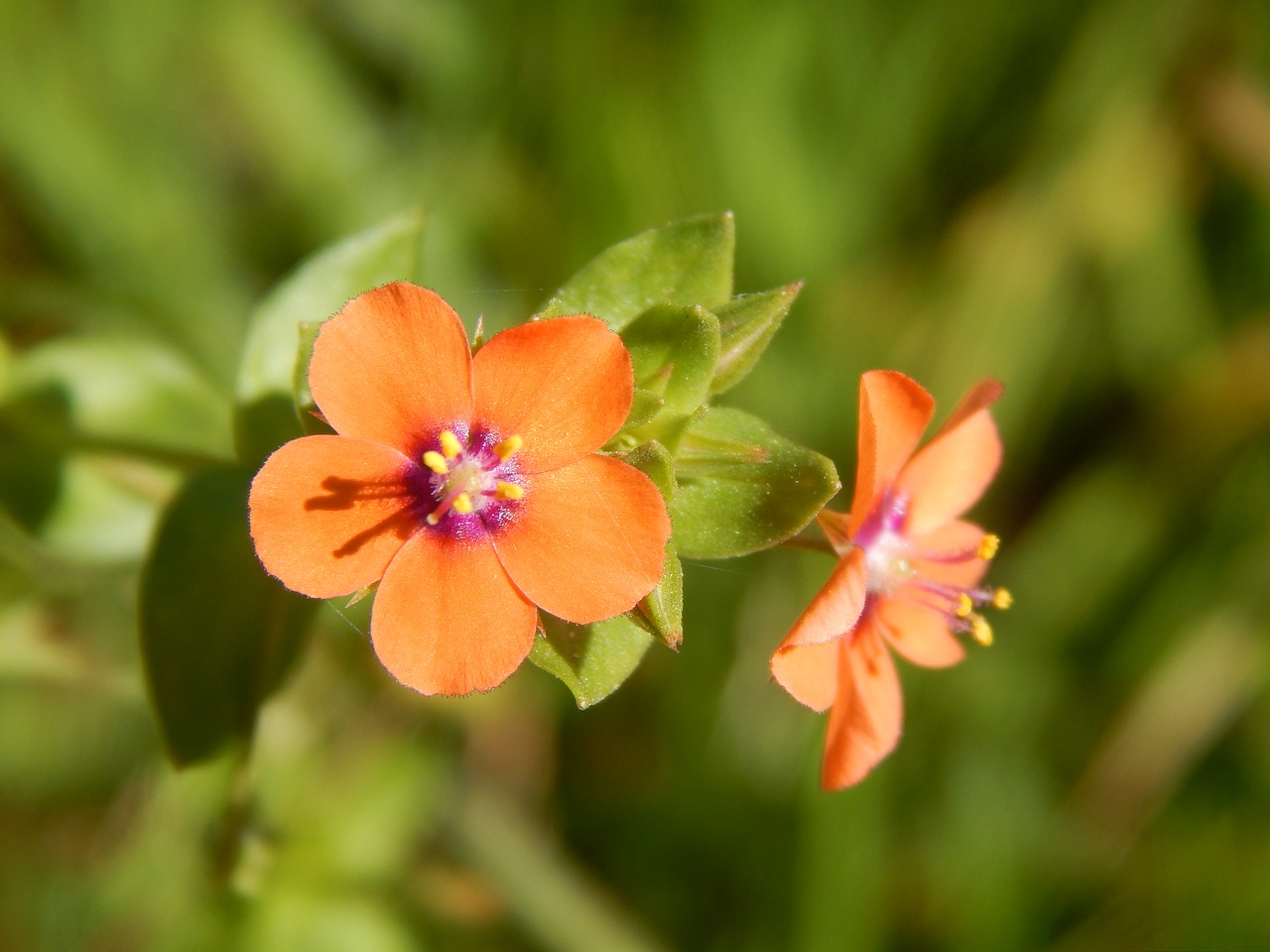 Image - orange flower small wild flower