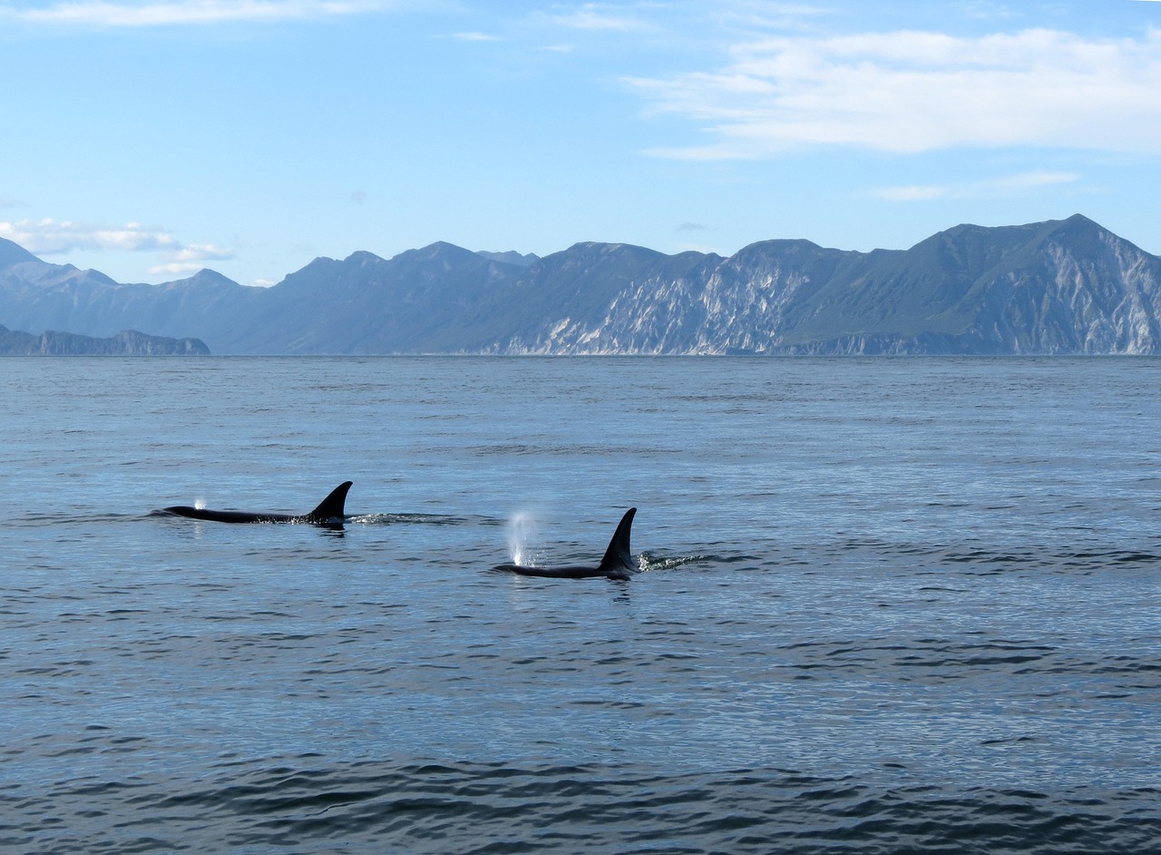 Image - orcas fish ocean undersea world