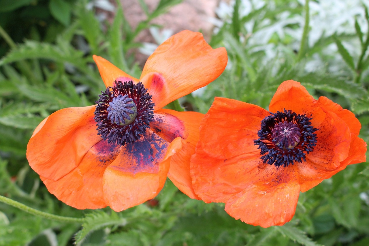 Image - vegetation flowers poppies red