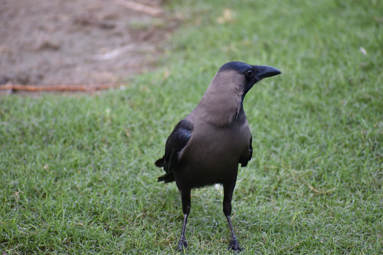 Image - crow house crow corvus greynecked