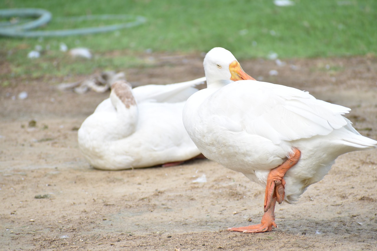 Image - duck indian runner duck perched