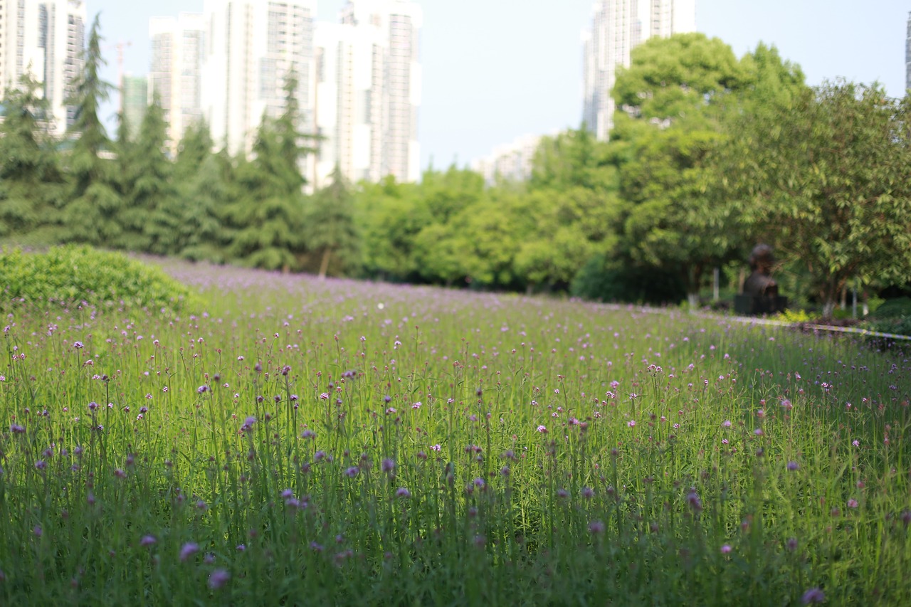 Image - the scenery verbena summer