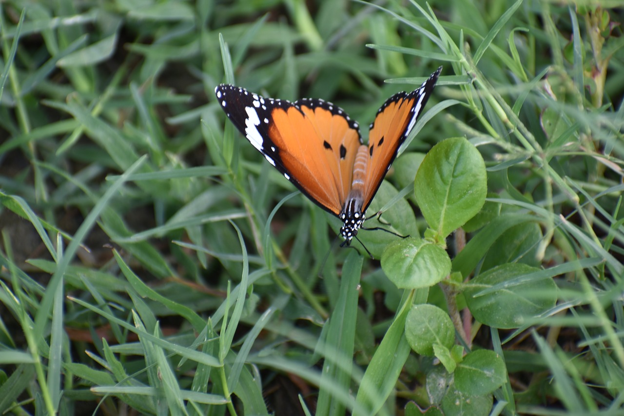 Image - butterfly papilionidae insect wings