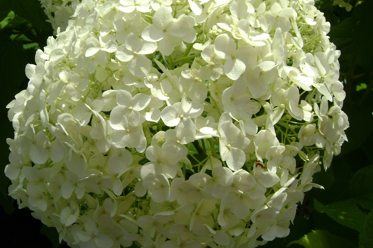 Image - hydrangea tree plant anabelle summer