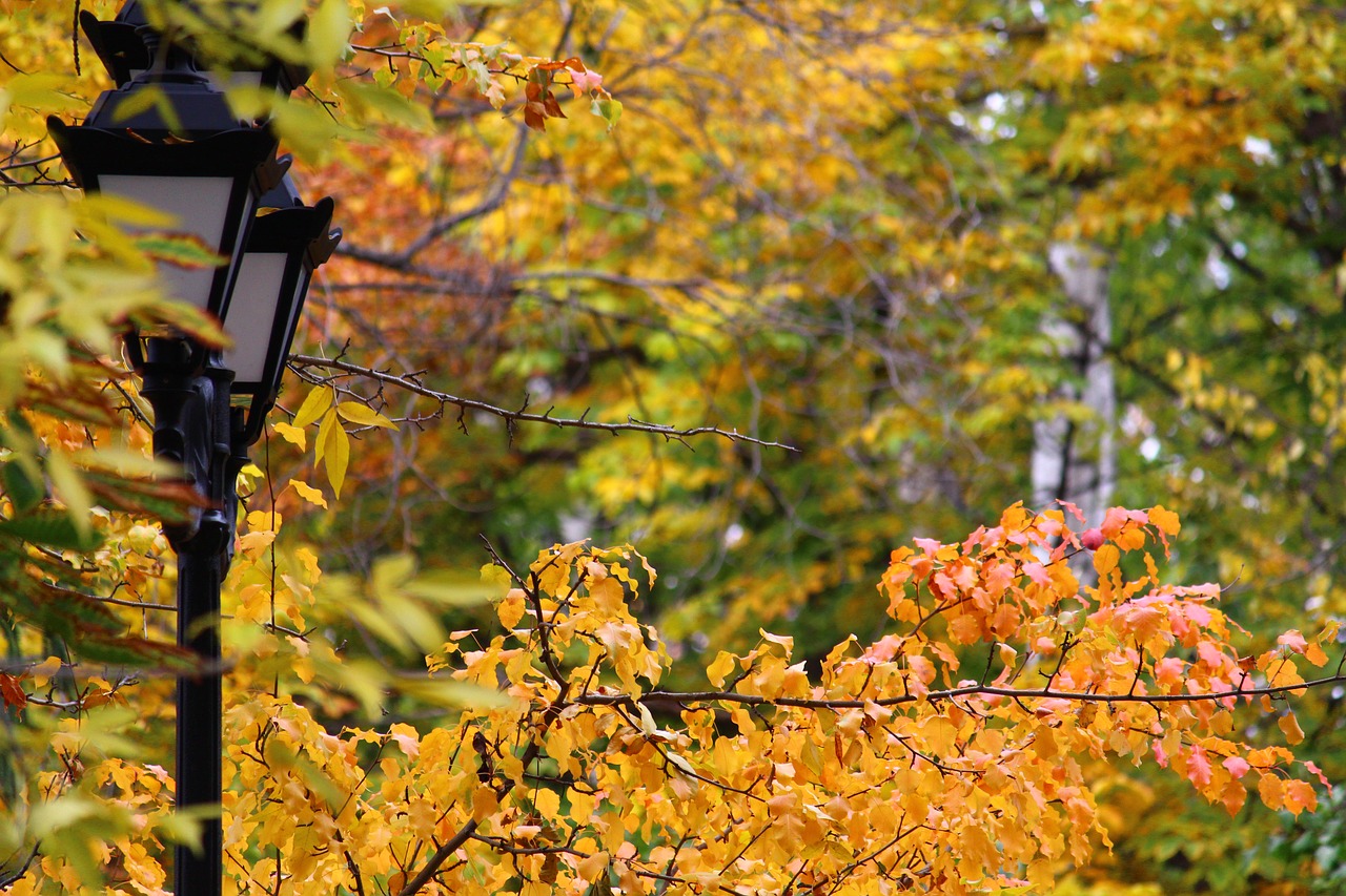 Image - lantern autumn park street city