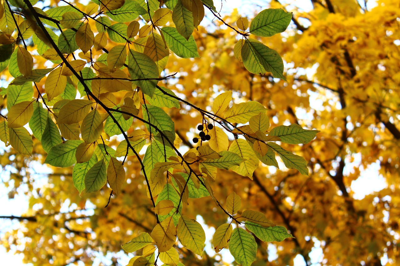 Image - leaves berry autumn macro closeup