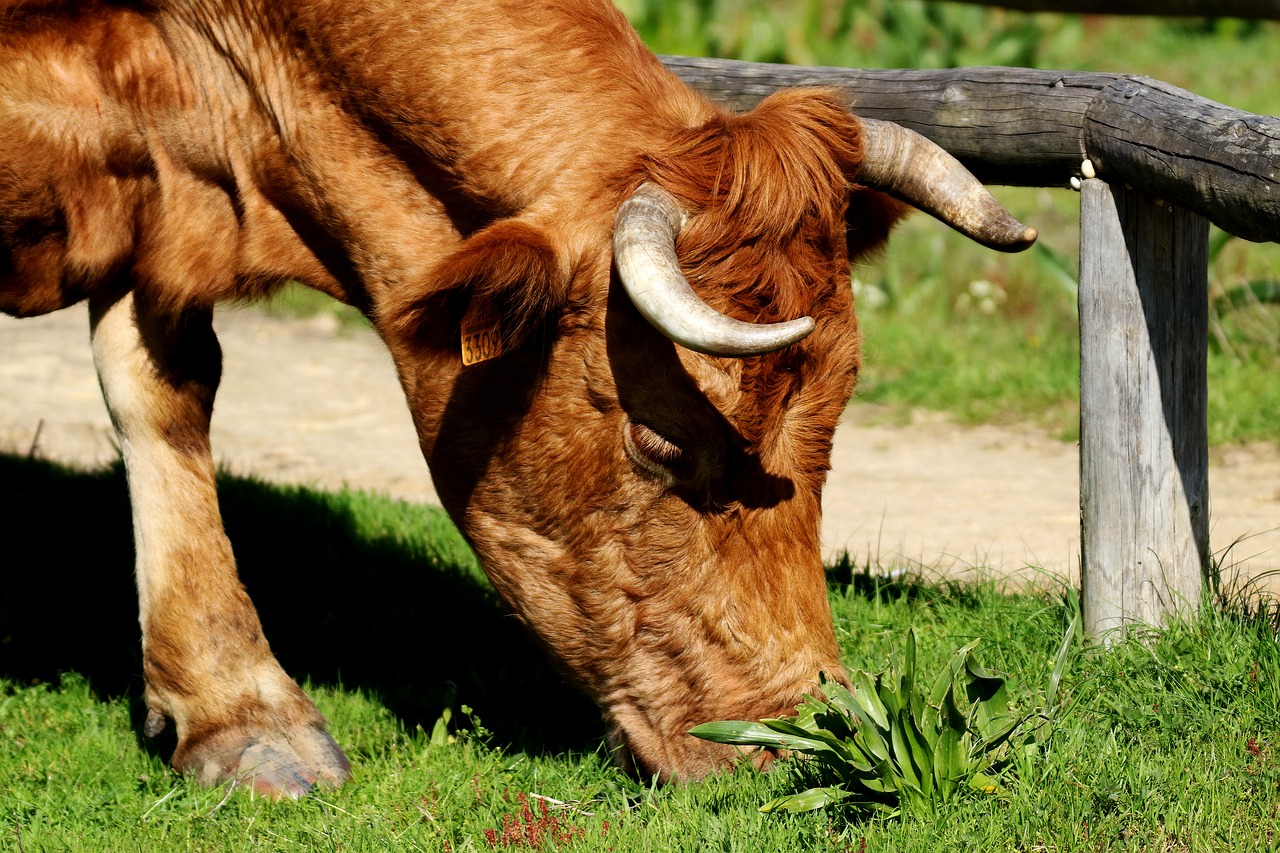 Image - cattle horns rocio spain russet