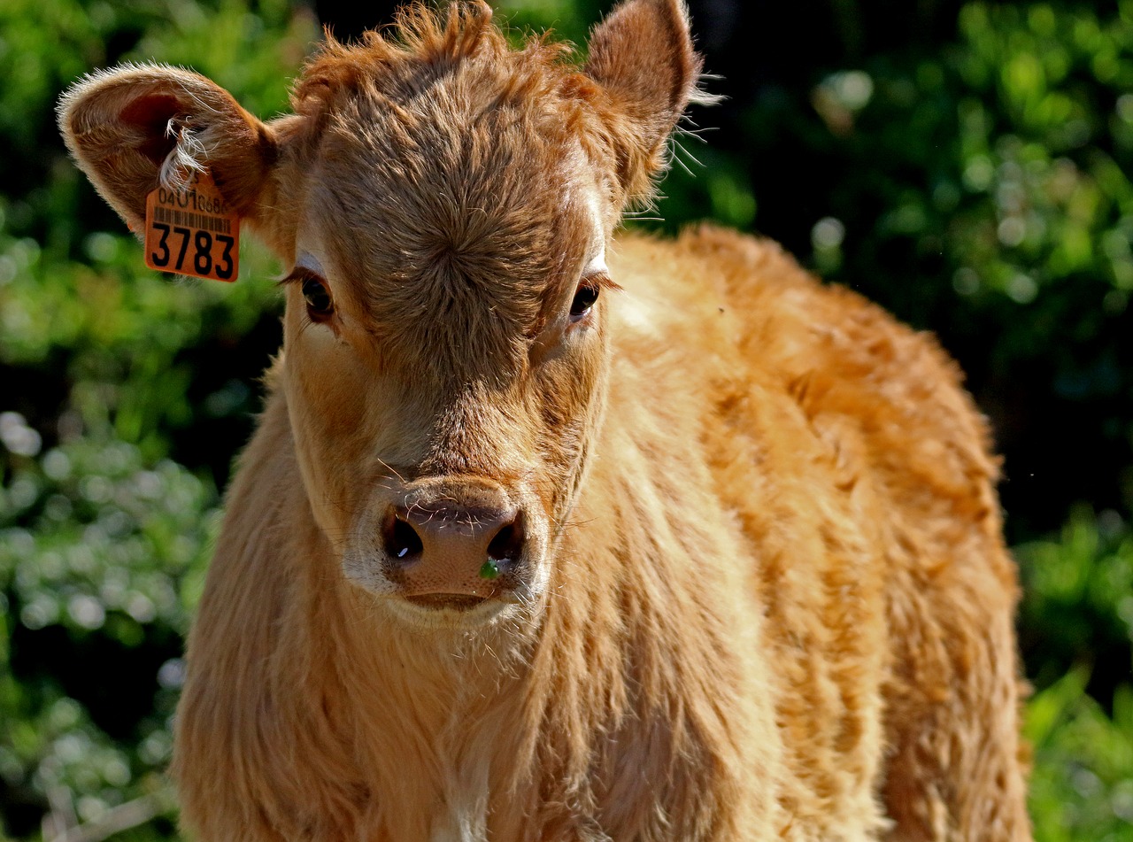 Image - calf rocio spain russet ear tag