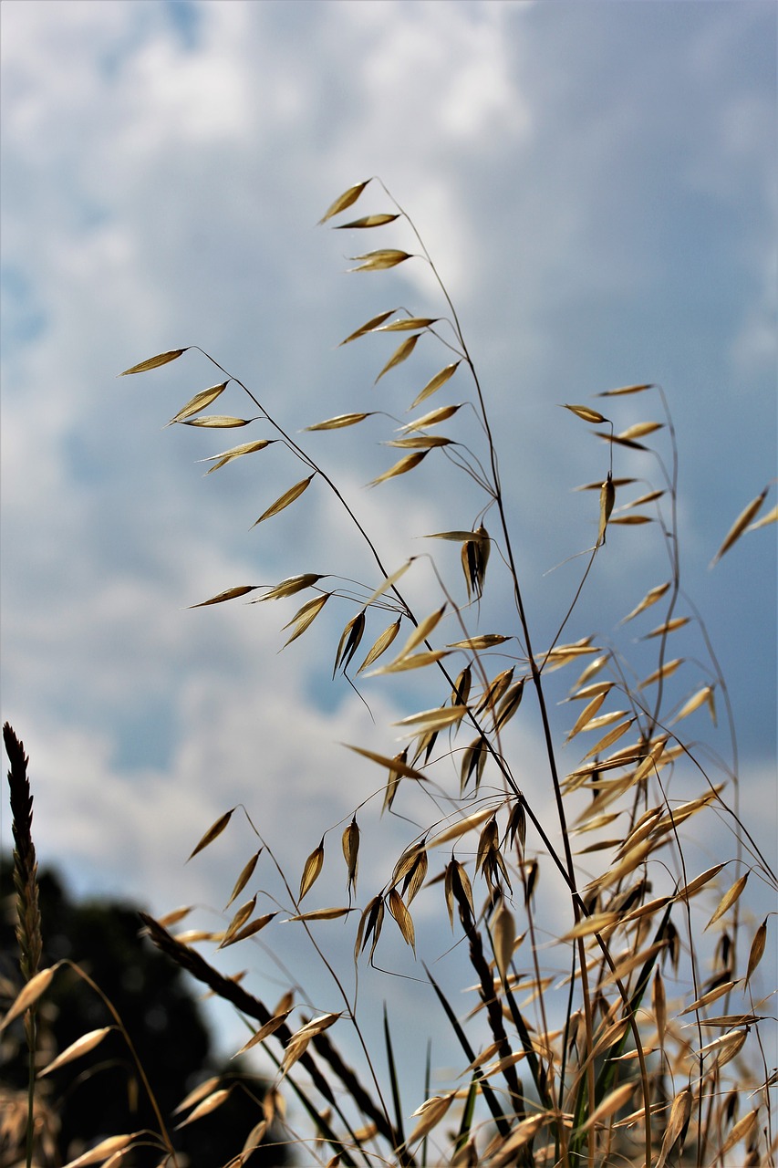 Image - oats agriculture cereals grain