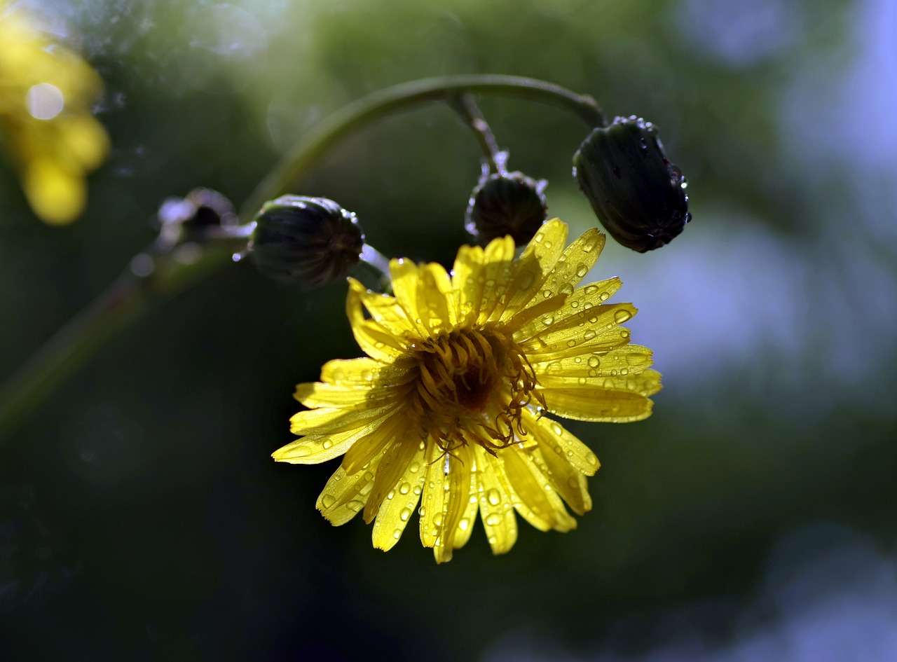Image - flower yellow ornament bokeh blur