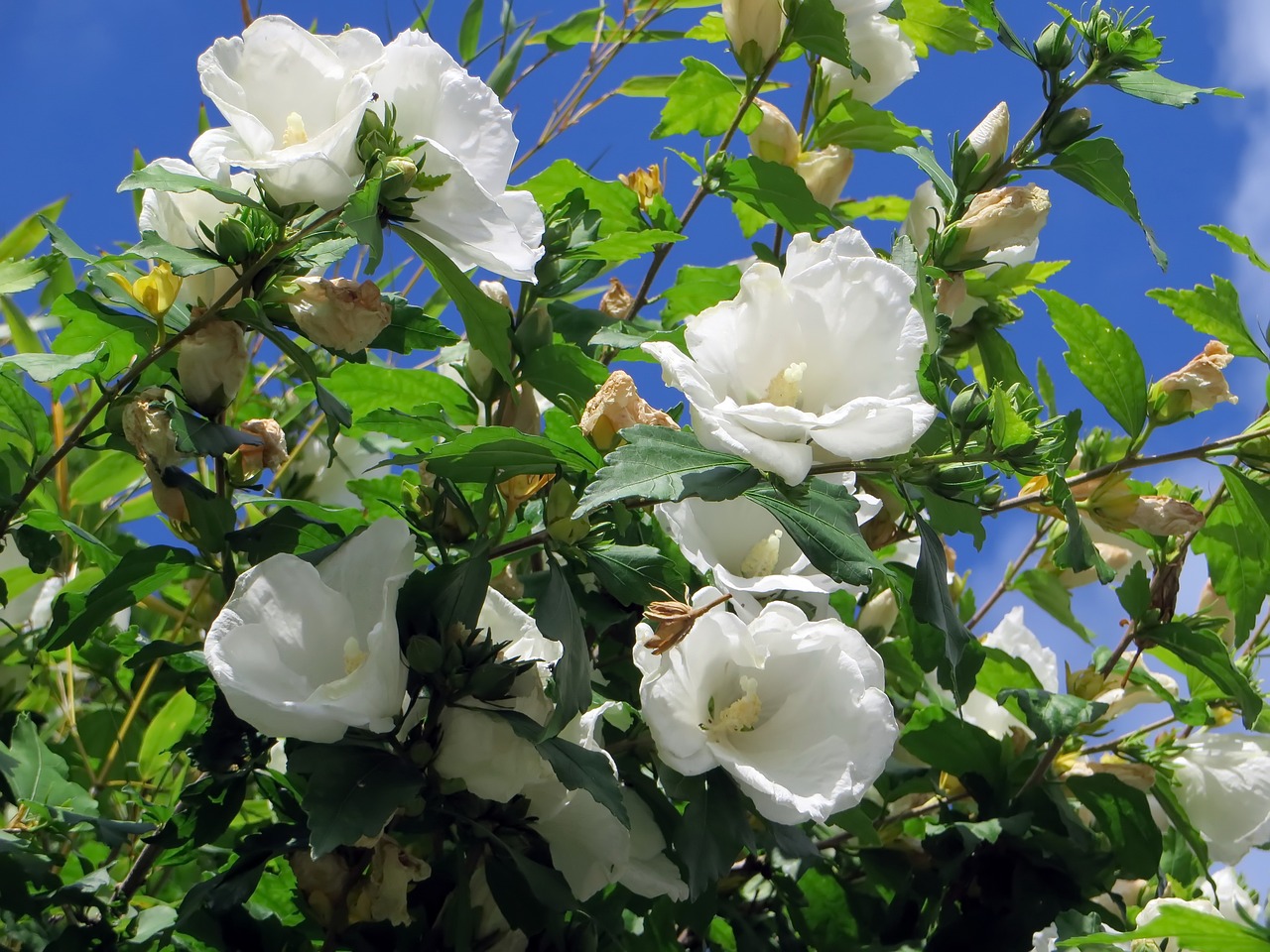 Image - hibiscus mallow white flower