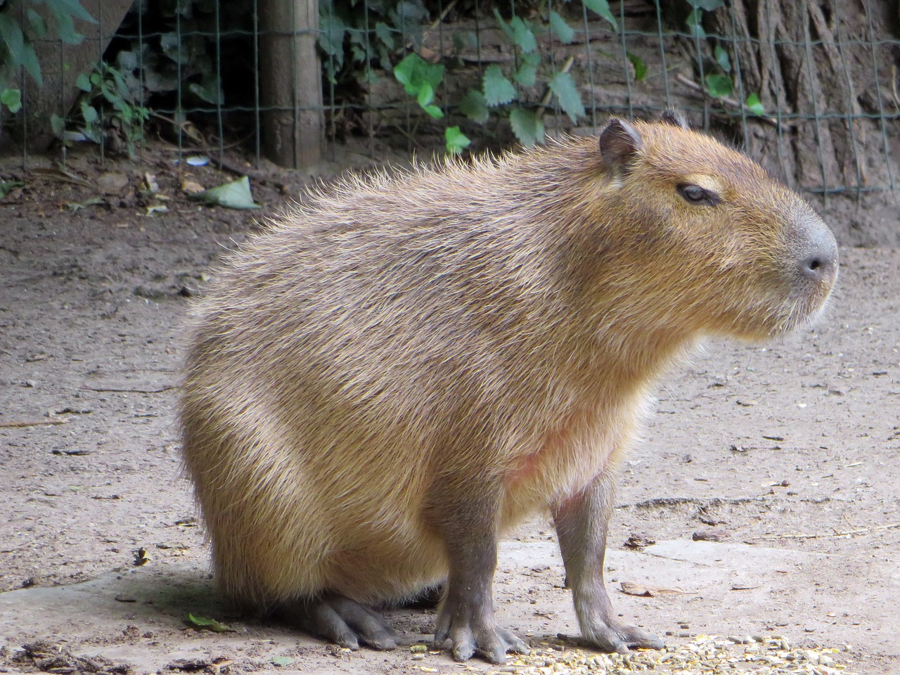 Image - capibara rodent pig water cabiai