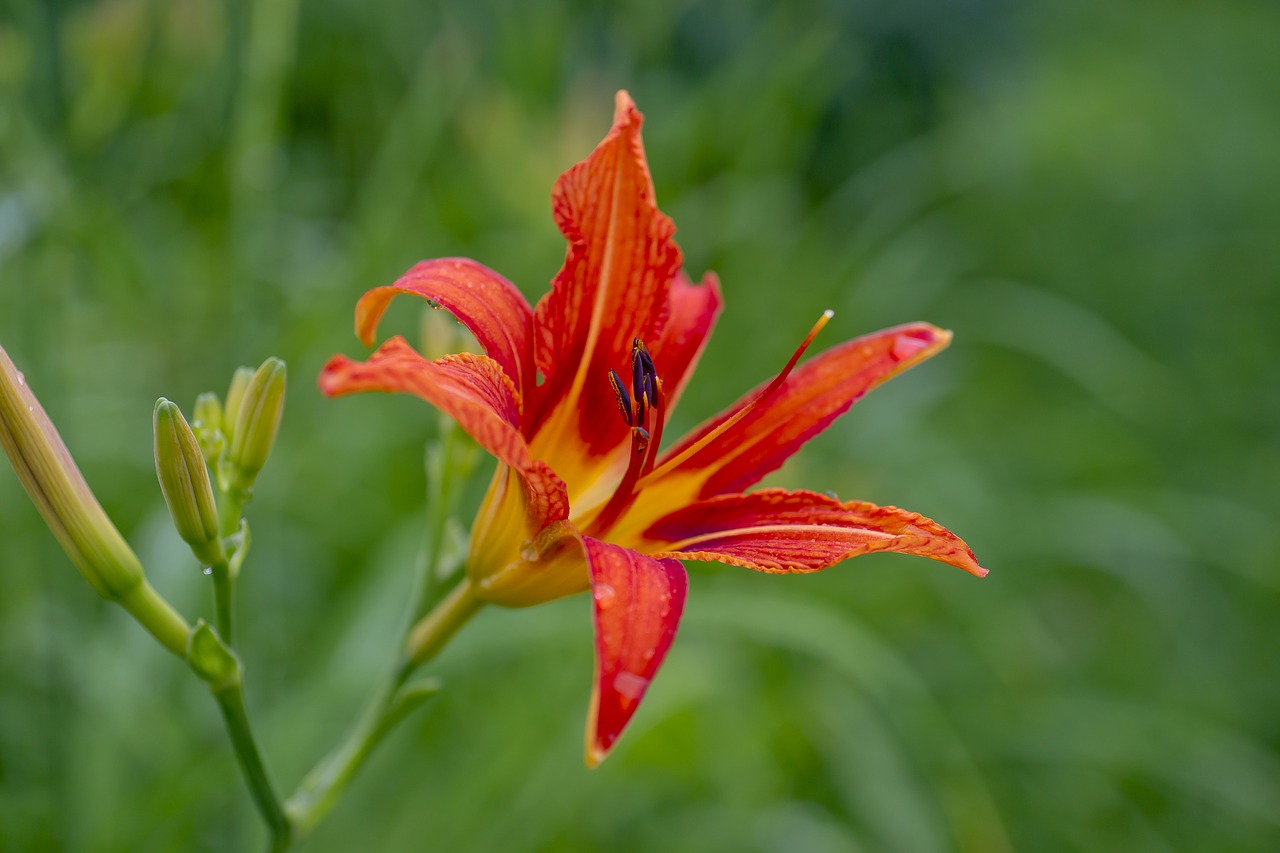 Image - nature red lily plants drops of dew