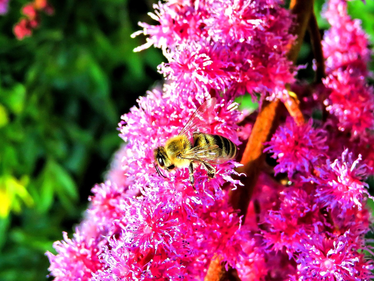 Image - bee honey bee insect nature spirea