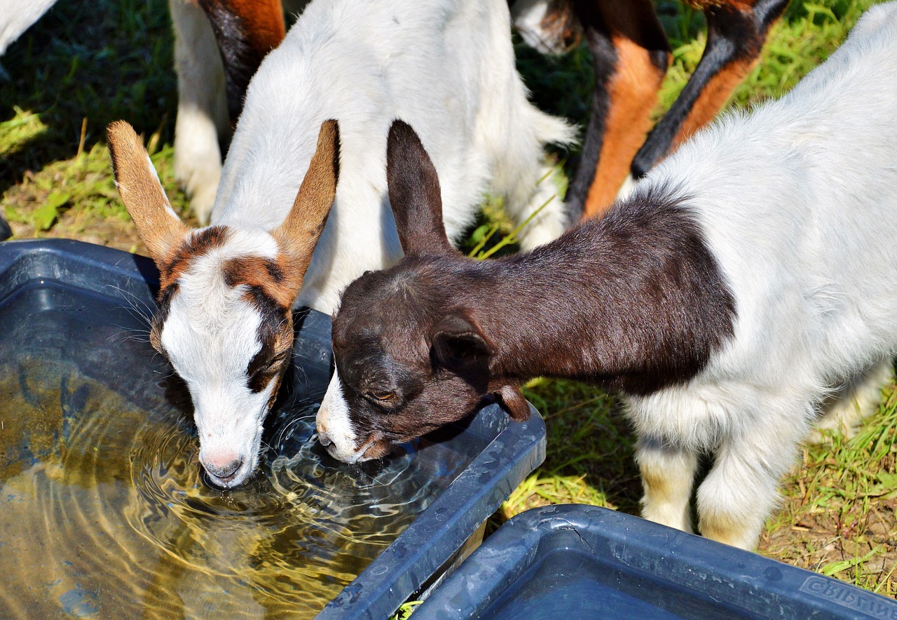 Image - goat prima donna geiss little kids