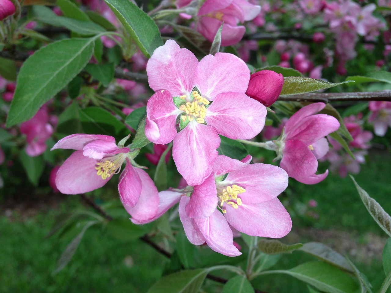 Image - apple blossoms apple blossom tree