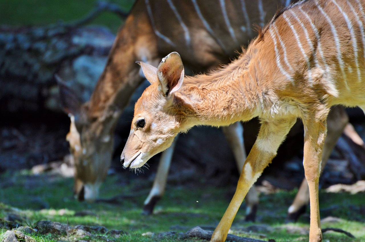 Image - kudu antelope ruminant young animal