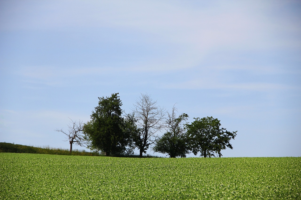 Image - grove of trees landscape nature
