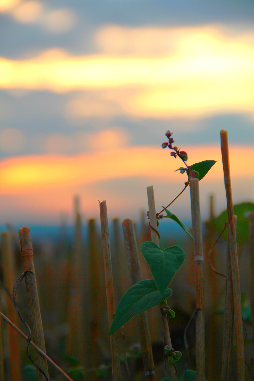 Image - cornfield autumn harvest grain