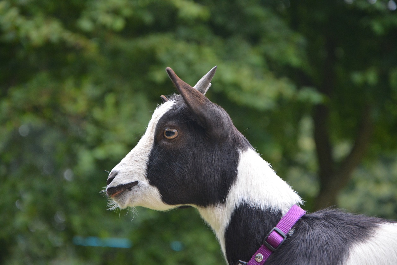 Image - dwarf goat profile of goat