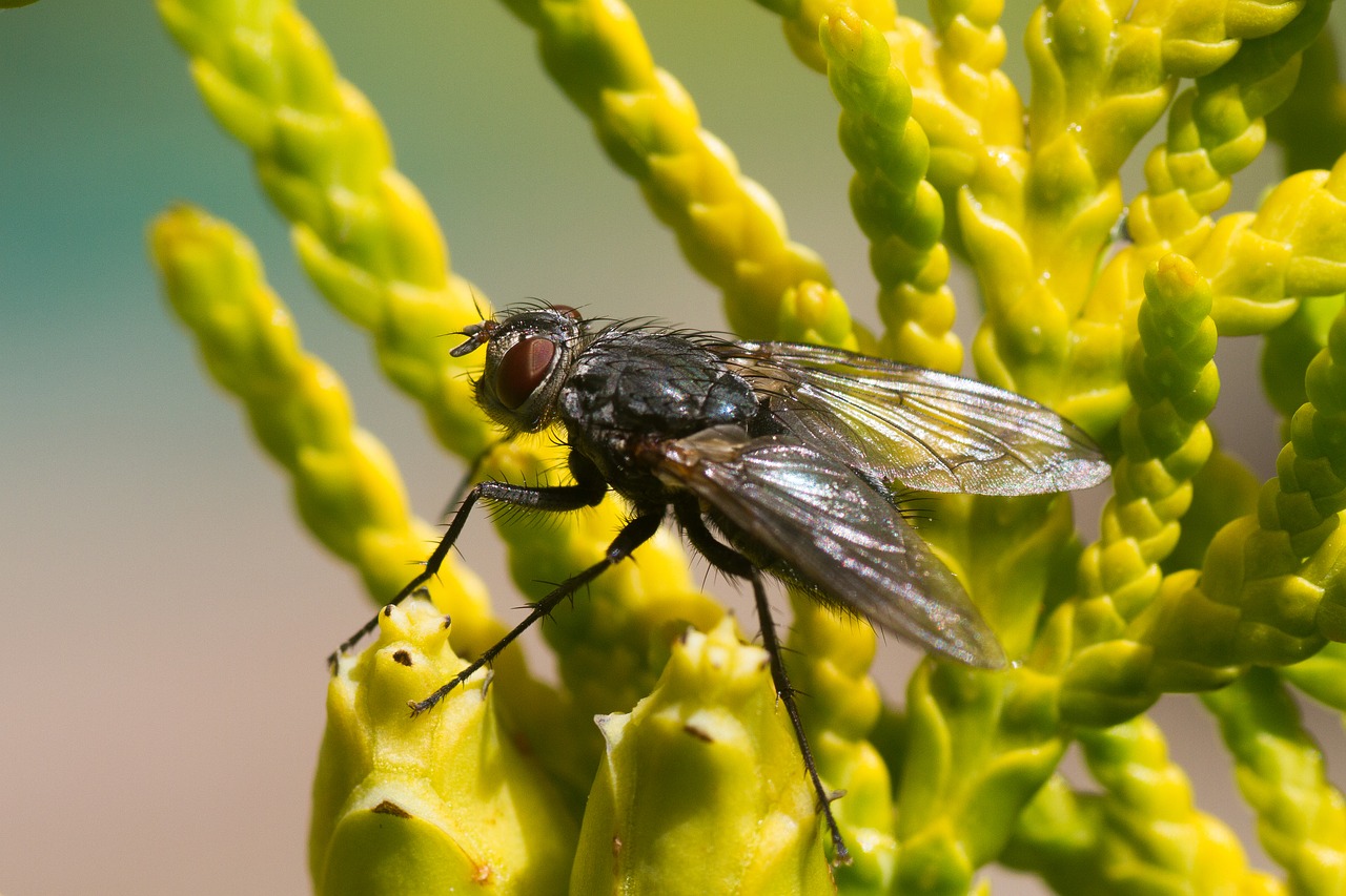 Image - fly insect nature bug wildlife