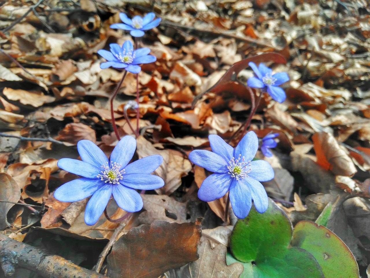 Image - flowers spring mecsek hungary