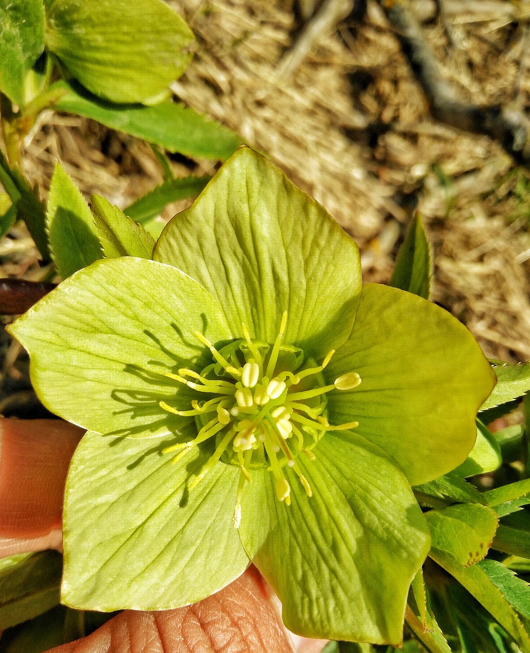 Image - flowers mecsek hungary