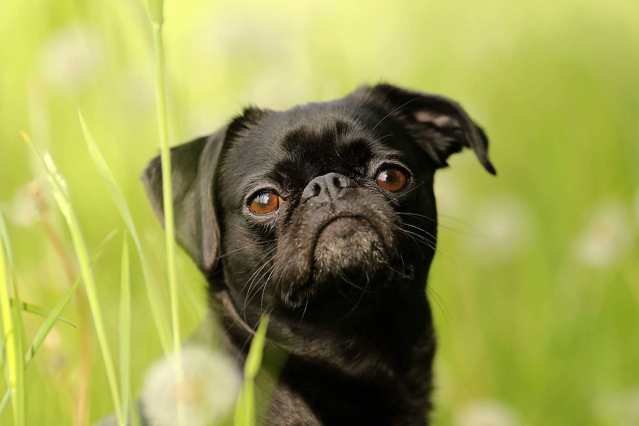 Image - dwarf griffon brabant dog cute