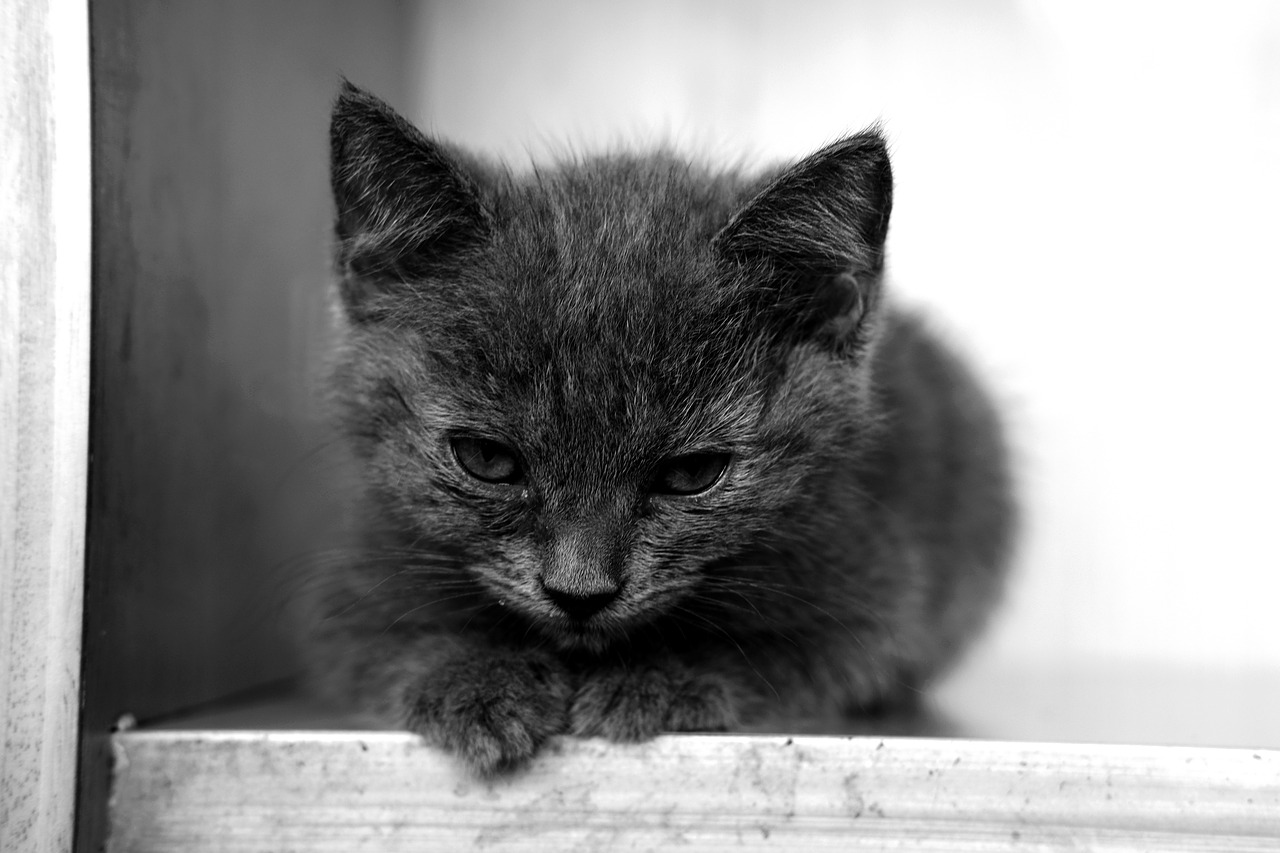Image - cat kitten kitty pet animal cute