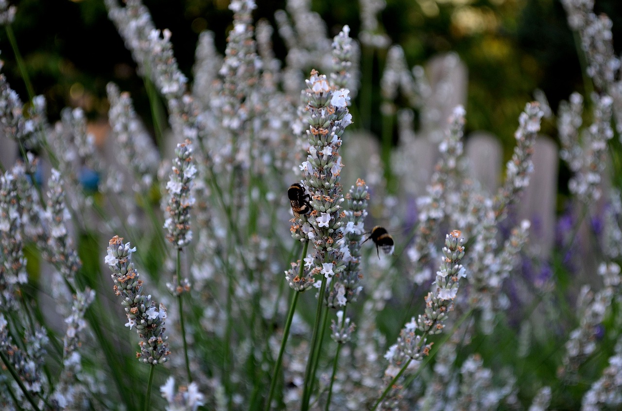 Image - lavender white lavender