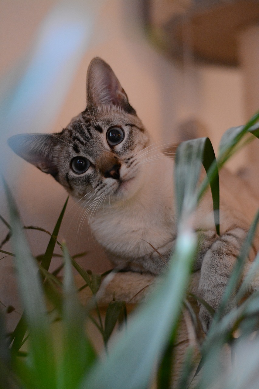 Image - cat portrait kitten domestic cat