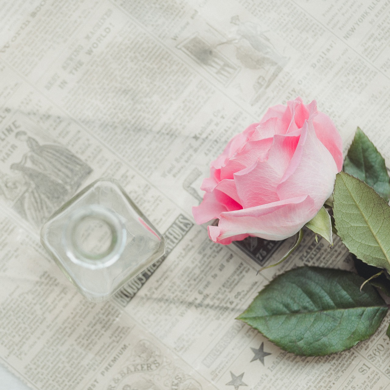 Image - rose still life pink vintage